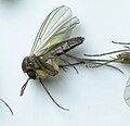 Phronia sp., female