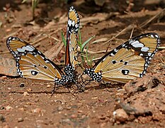 Mud-puddling