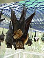 Spectacled flying fox mother with baby