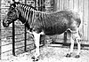 Quagga in the London Zoo