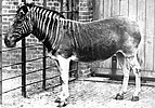 Only quagga photographed alive, at London Zoo in 1870.