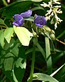 Ohio spiderwort