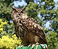 Eurasian eagle-owl