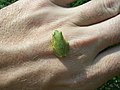 Adult frog on human hand