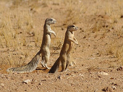 Cape ground squirrel (nominated)