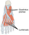 The lumbricals of the foot flex the metatarsophalangeal joints and extend the interphalangeal joints.