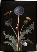 A Dandelion with a Tiger Moth, a Butterfly, a Snail, and a Beetle by Barbara Regina Dietzsch