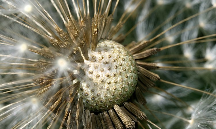 图为西洋蒲公英成熟头状花序的微距摄影，其内包裹着许多名为胞果的单果。