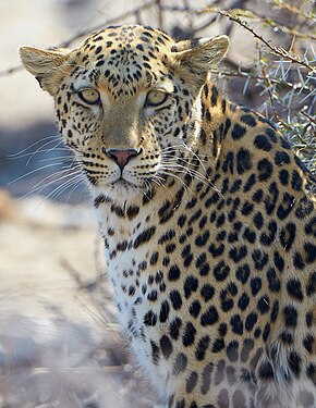 African Leopard (panthera pardus pardus) near Okevi waterhole in Etosha