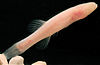 The Hoosier cavefish, Amblyopsis hoosieri