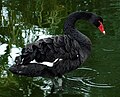 Black swan