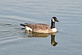 Image 51A Canada goose (Branta canadensis) swimming in Palatine. Photo credit: Joe Ravi (from Portal:Illinois/Selected picture)