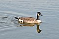 An image of the migratory bird, the Canadian Goose.