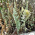 Cheilanthes parryi