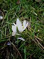 Colchicum hungaricum