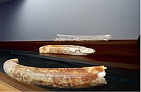 Elephant tusks with Phoenician inscriptions. ARQUA.