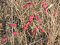 Symphoricarpos orbiculatus fruits in autumn