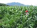 A corn field in a rural community of Quilalí.