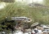 The Pahrump killifish (Empetrichthys latos)