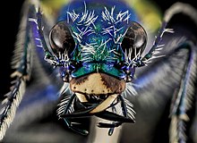 Cicindela scutellaris - the Festive Tiger Beetle, found on top of a butte in Badlands National Park in 2013