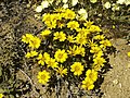 Gazania lichtensteinii Goegap N.R., Namaqualand, Northern Cape, South Africa