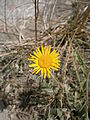 Inula ensifolia