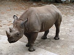 Rhinoceros.