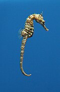 Lined seahorse (Hippocampus erectus).
