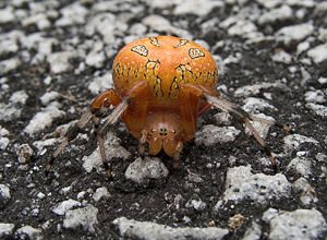 Marbled orb weaver, Araneus marmoreus (Arachnida: Araneae: Araneidae)