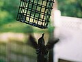 Ground based assault on suet feeder.