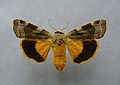 Broad-bordered yellow underwing Noctua fimbriata Noctuinae