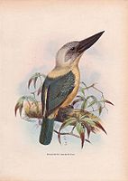 Black-billed Kingfisher