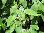 Hairy foliage