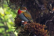 Red-banded fruiteater