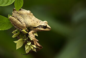 Dorsal view