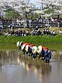Rice-Transplanting Festival at the Katori Shrine