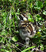 Rock Ptarmigan chick, Rohkunborri National Park