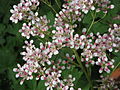 Saxifraga cotyledon close-up inflorescence