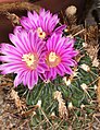 Brain cactus in bloom
