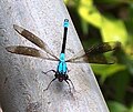 A black and cyan dragonfly.