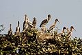 Painted stork heronry in Gujarat, India