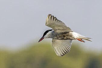 C. h. javanicus, 繁殖羽