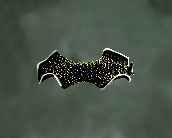 图为在水深12米处游泳的黄点黑扁虫（Thysanozoon nigropapillosum），摄于密克罗尼西亚联邦雅浦岛的鳐鱼湾。