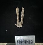 吐鲁番觉罗兽（Jiaoluotherium turfanense）