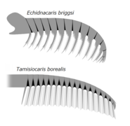 Echidnacaris and Tamisiocaris are examples of the family tamisiocarididae which were exclusively suspension feeding radiodonts from the Cambrian.