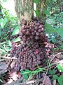 Baccaurea courtallensis fruits