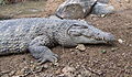 Image 7New Guinea crocodile (from New Guinea)