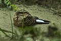 Buff-collared nightjar (used 89x)