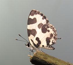 Ventral view