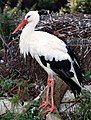 this one is good in that one can see all the plumage, and there is a nest in the background as a bonus, but the feathers are ruffled which makes it look a little untidy I guess